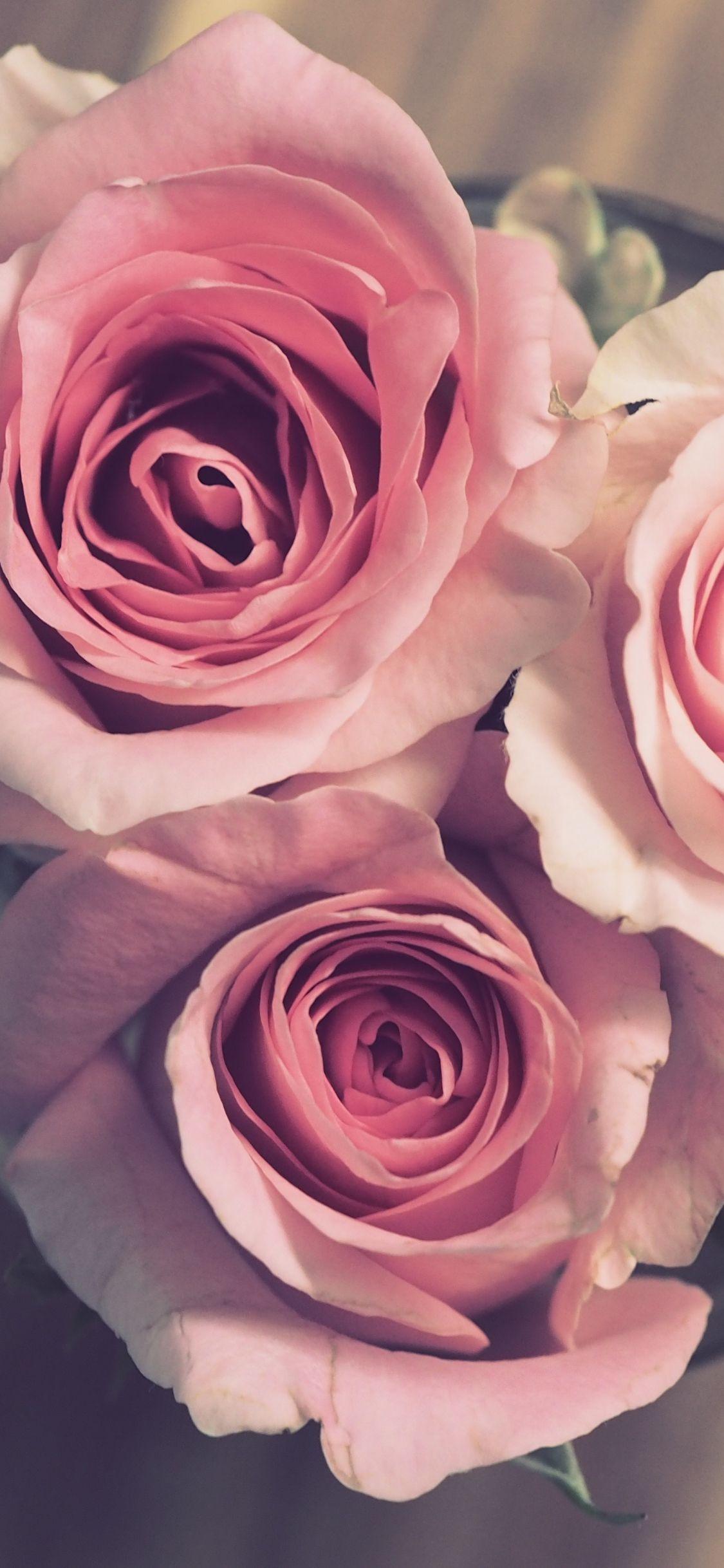Pink Rose iPhone Wallpapers - Top Free Pink Rose iPhone Backgrounds ...