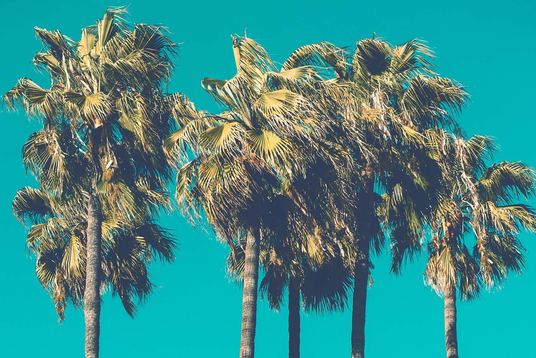 1730x1155 Let's go Coconuts! Enjoy 10 Tropical iPhone Wallpaper!