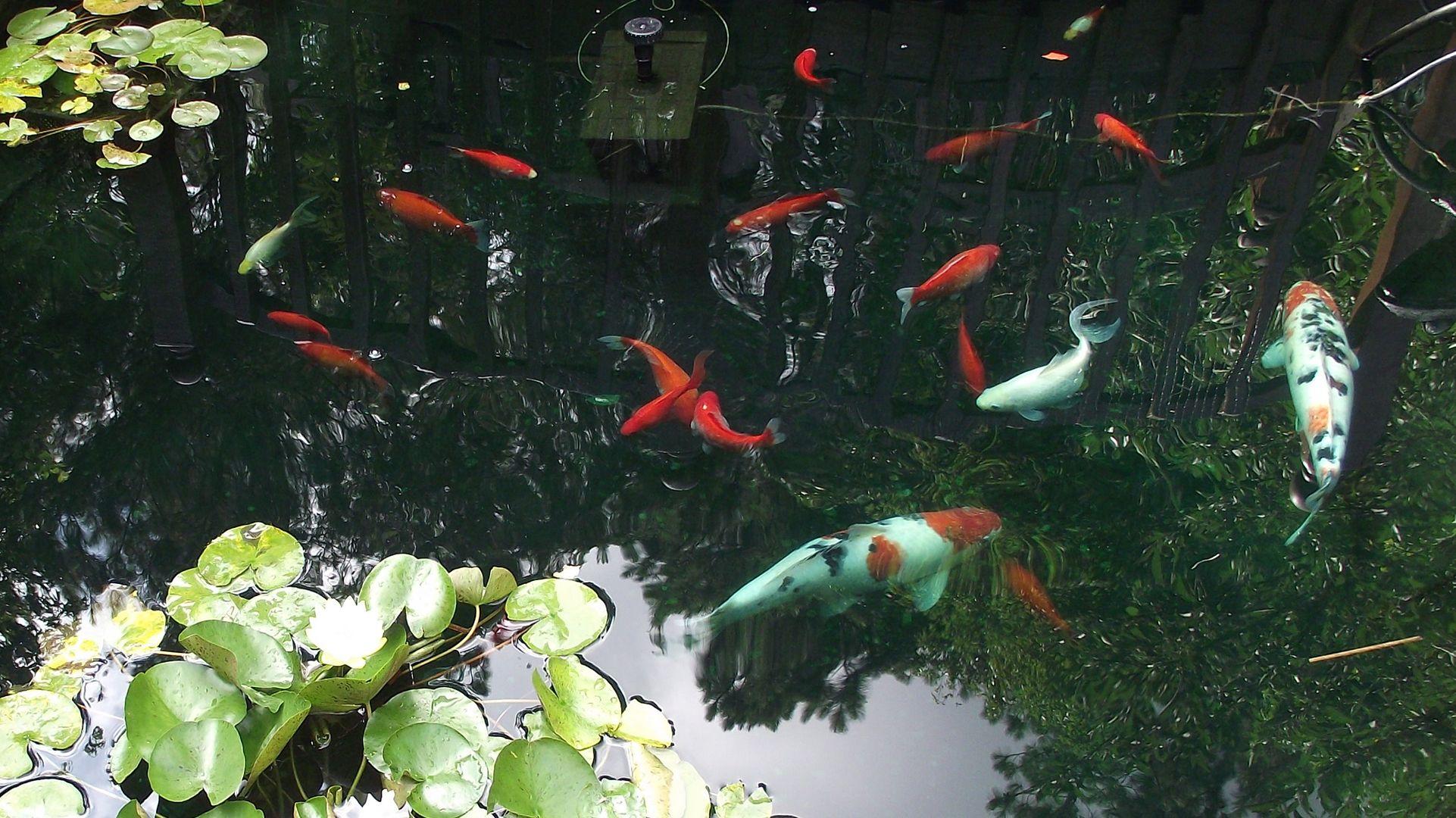 Green Koi Fish Wallpapers Top Free Green Koi Fish Backgrounds