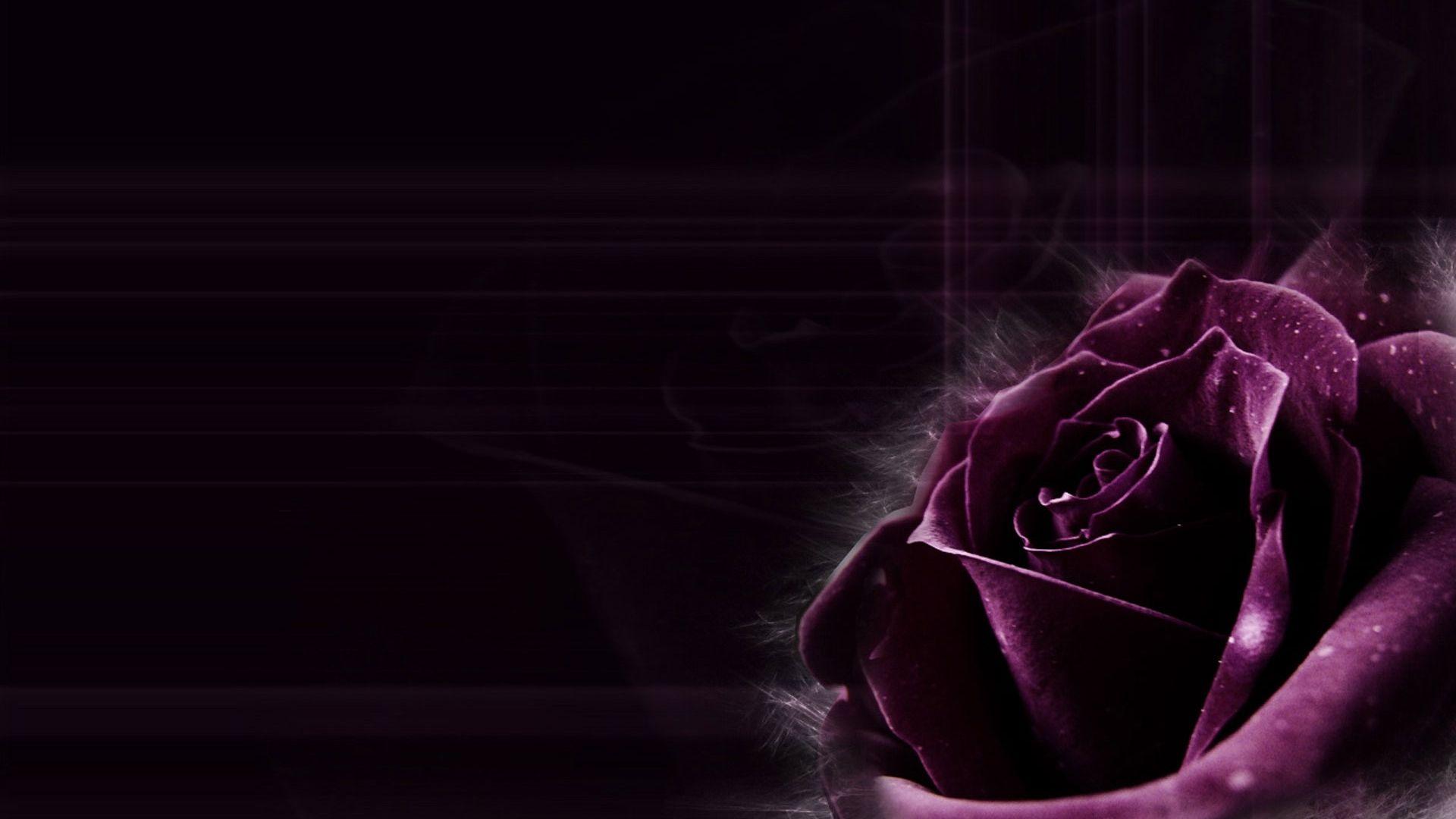 1920x1080 Free download Plant desktop background of dark purple rose