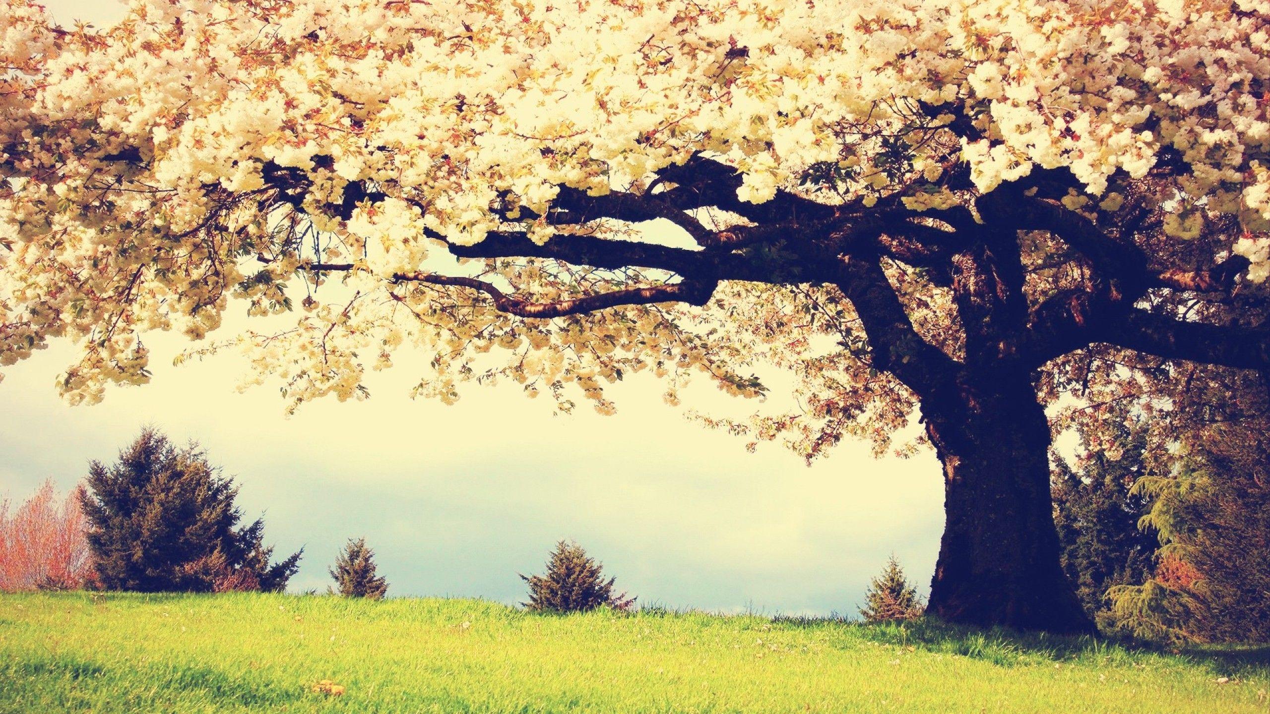 2560x1440 Cherry Trees