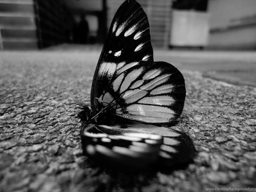 1024x768 Black Butterfly Wallpaper Desktop Background