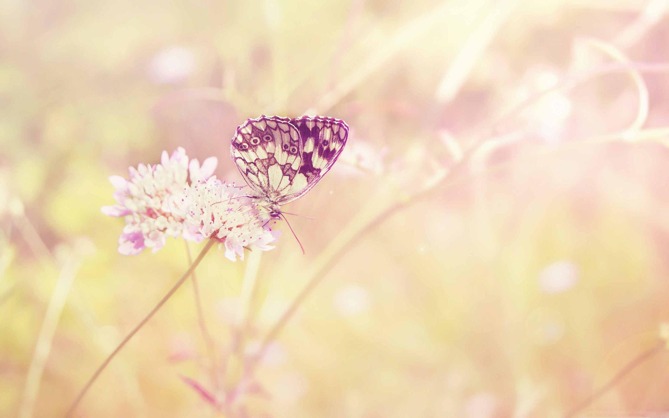 2560x1600 The Butterfly Mac Wallpaper Download
