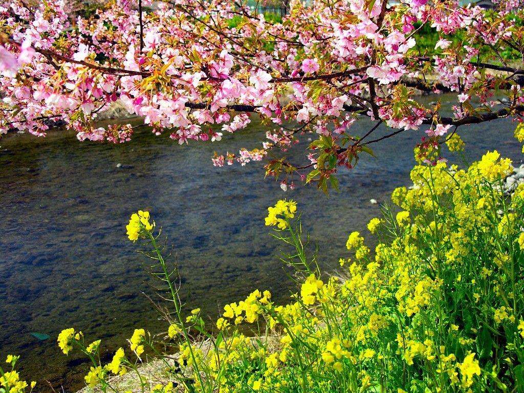 1024x768 River: Cherry Blossom Beautiful Japan Pink Water Nature Yellow River