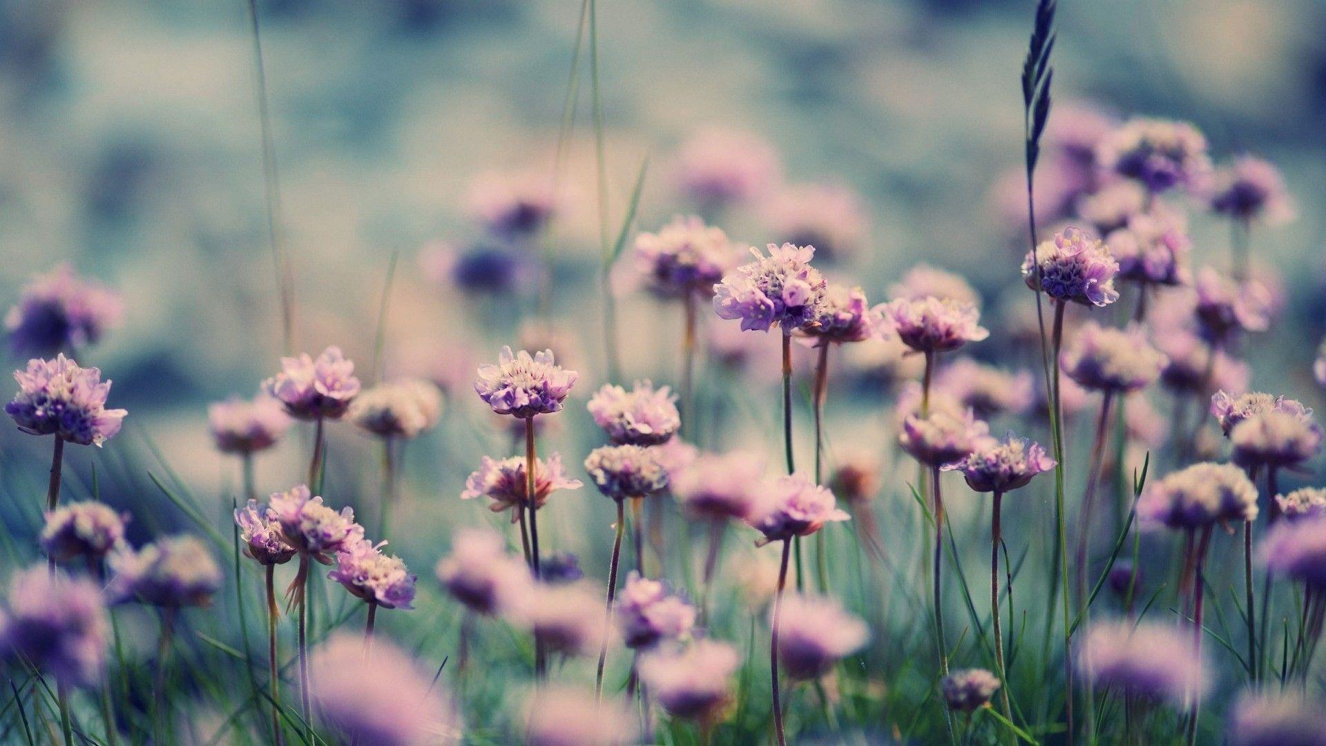 1920x1080 Summer Flower Background