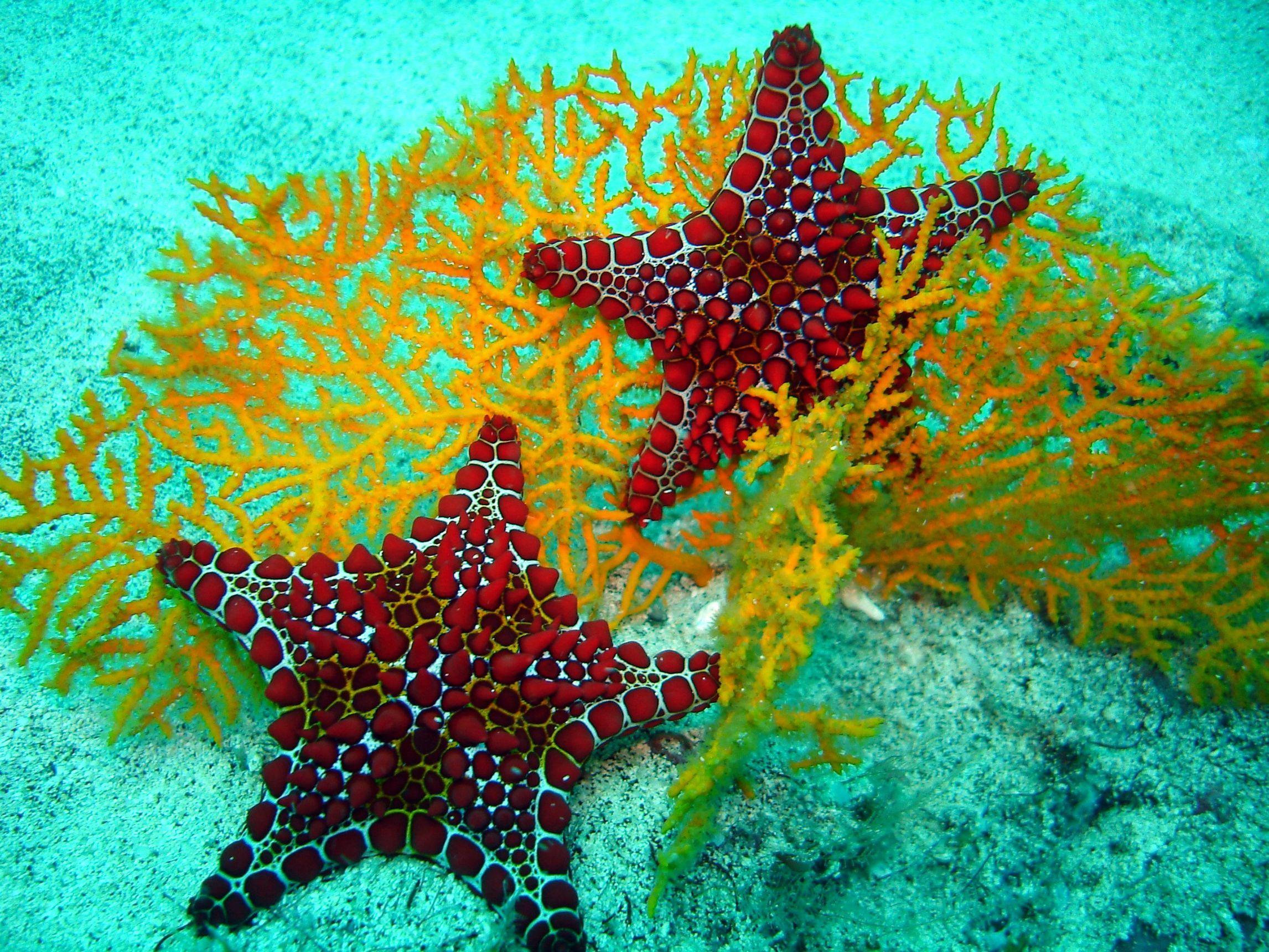 2293x1720 Sea Life Computer Wallpaper, Desktop Backgroundx1080