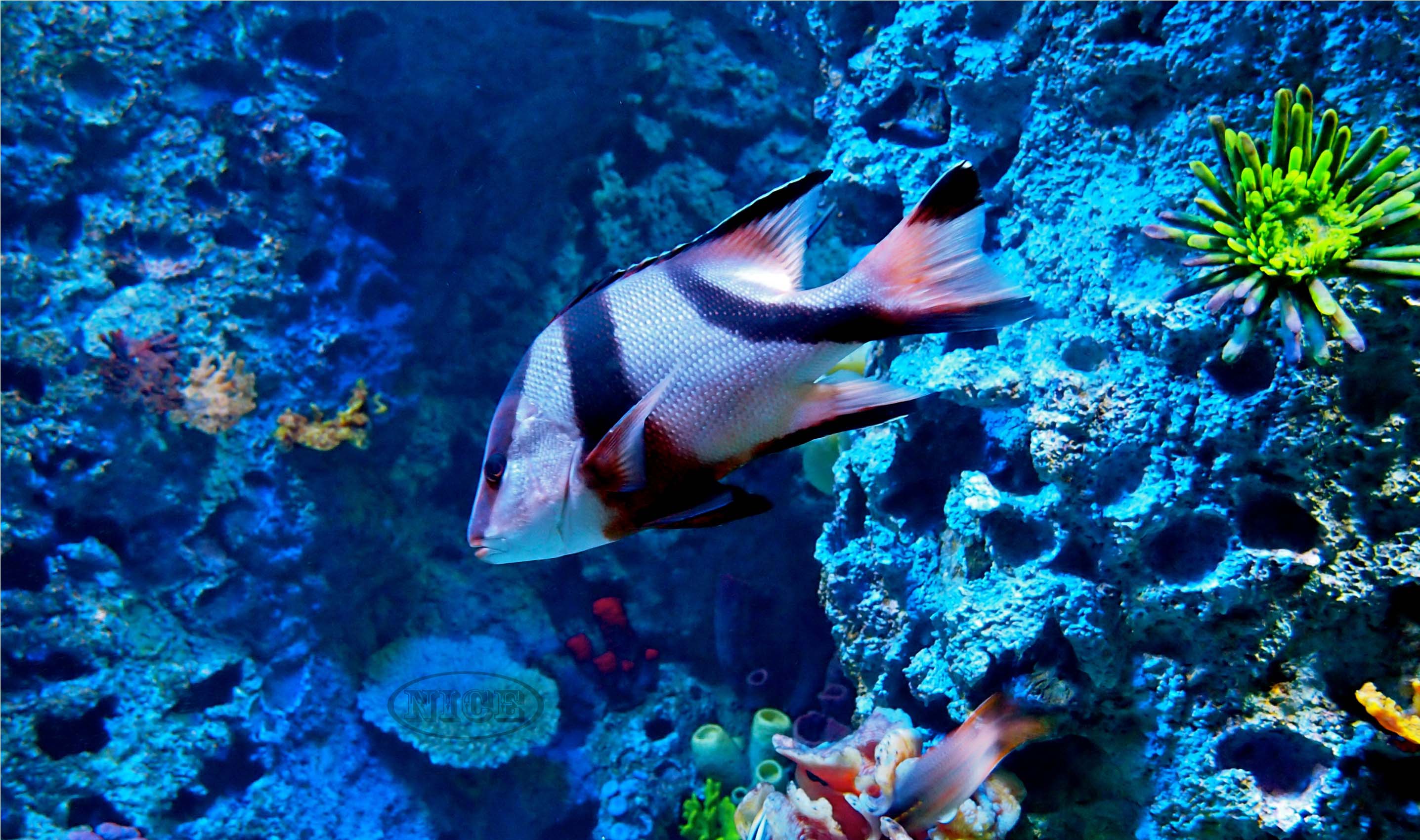 2873x1700 Free download Marine Life Wallpaper [2873x1700] for your Desktop
