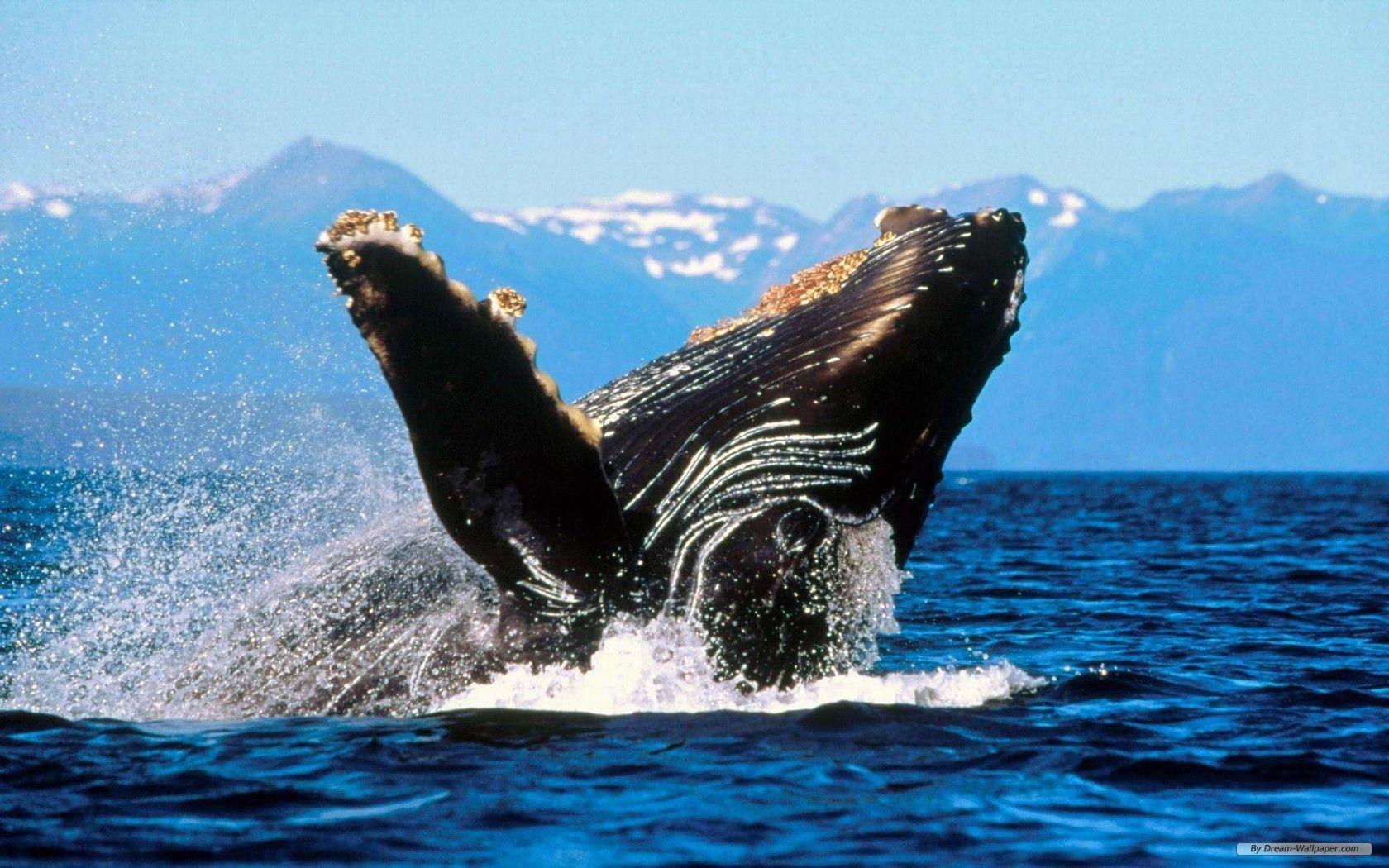 1680x1050 aquatic life. Free Animal wallpaper life 1 wallpaper