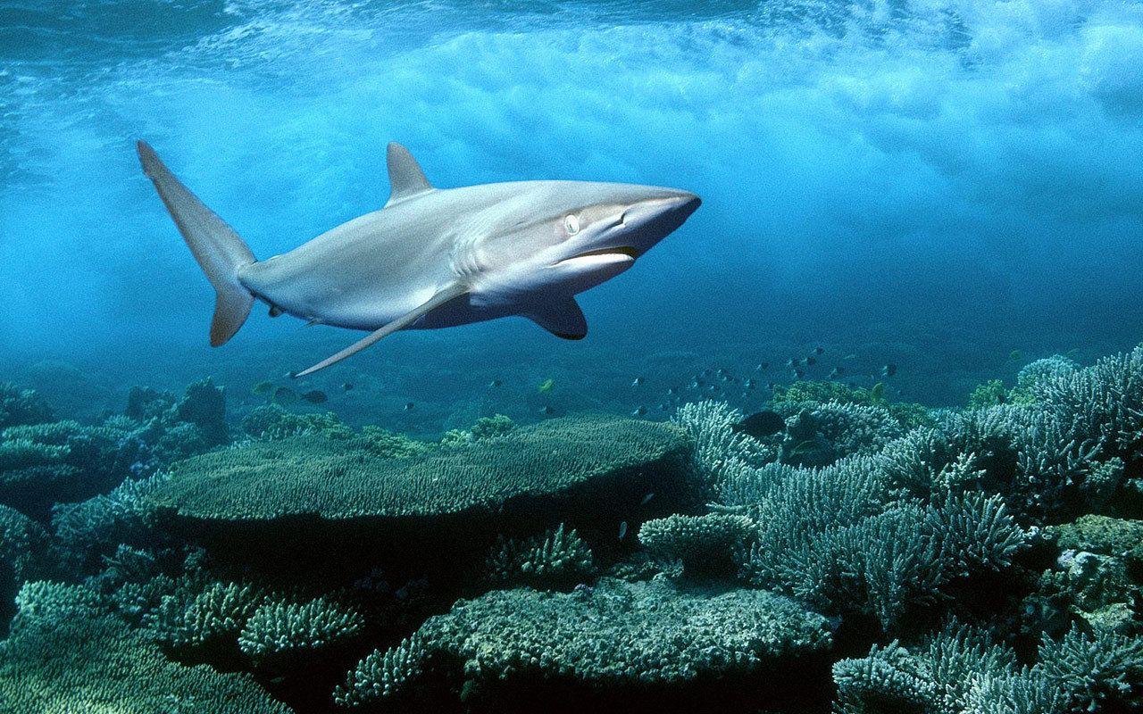 1280x800 Free download wallpaper life live wallpaper for desktop sea life