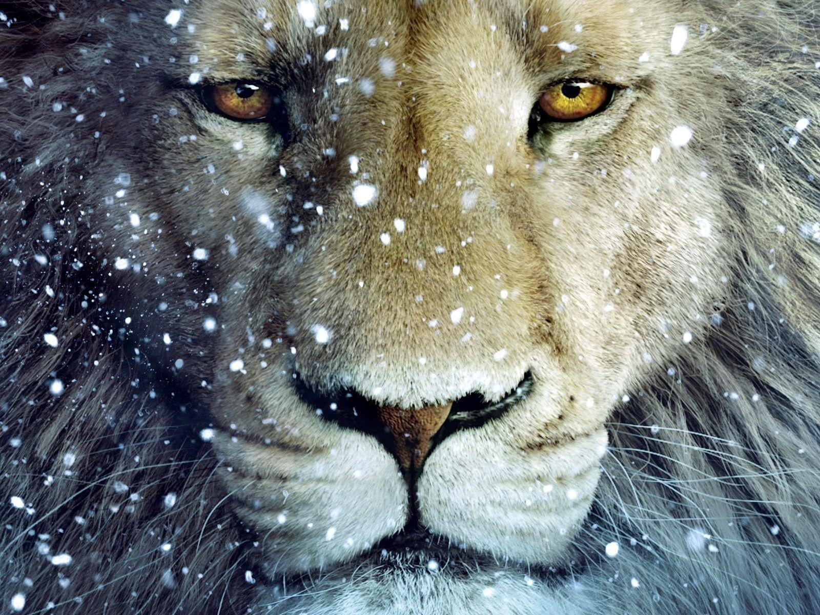 1600x1200 Desktop Wallpaper of Narnia: The Voyage of the Dawn