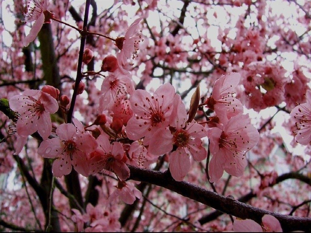 Cherry Blossom Yellow Wallpapers Top Free Cherry Blossom Yellow Backgrounds WallpaperAccess