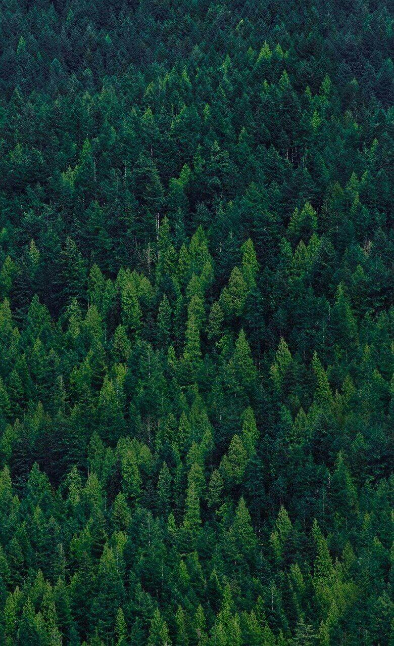 Forest iPhone Wallpapers - Top Free Forest iPhone Backgrounds ...