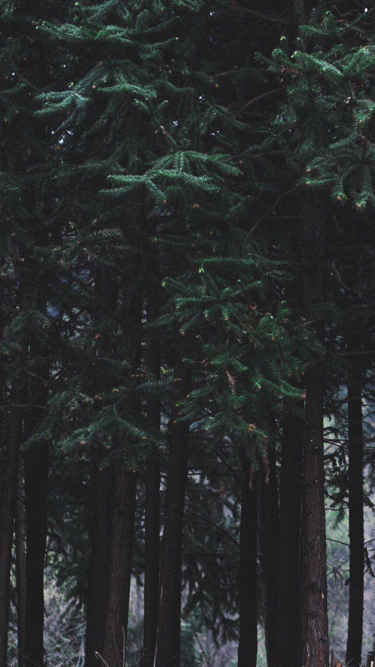Download Foggy Pine Forest iPhone Wallpaper  Wallpaperscom