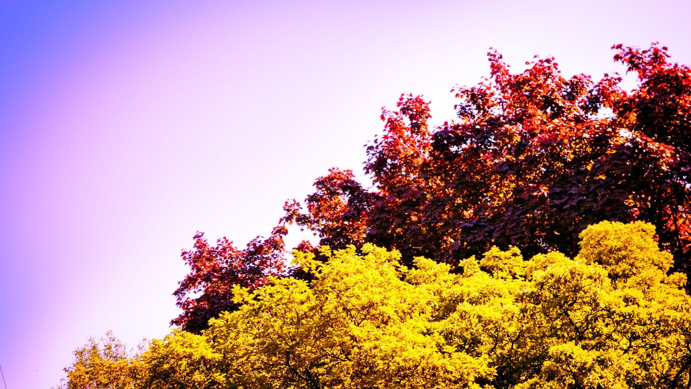 Cherry Blossom Yellow Wallpapers Top Free Cherry Blossom Yellow Backgrounds WallpaperAccess