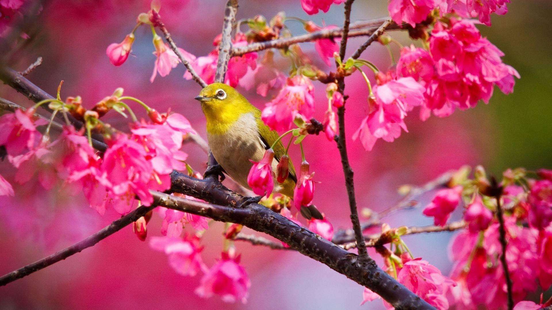 1920x1080 This picture takes the bright red flowers of cherry tree as