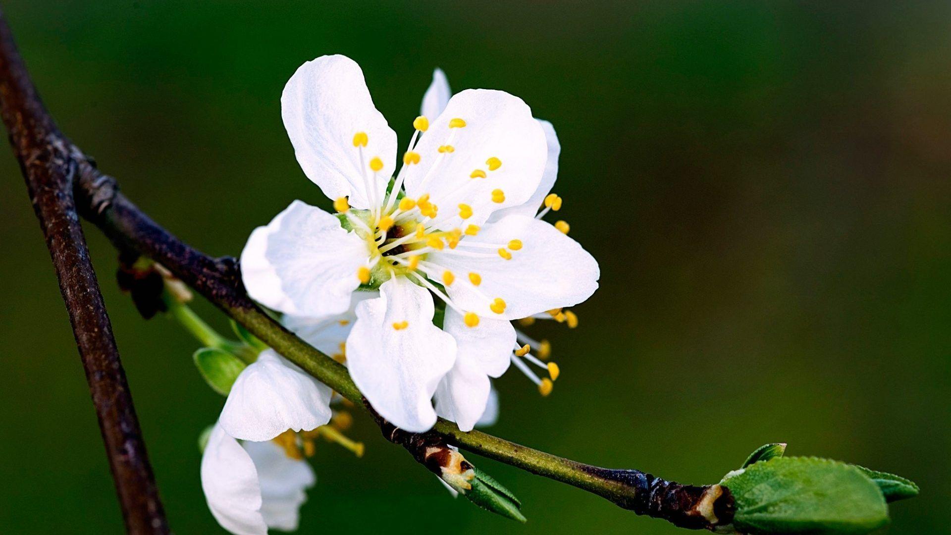 Cherry Blossom Yellow Wallpapers Top Free Cherry Blossom Yellow Backgrounds WallpaperAccess