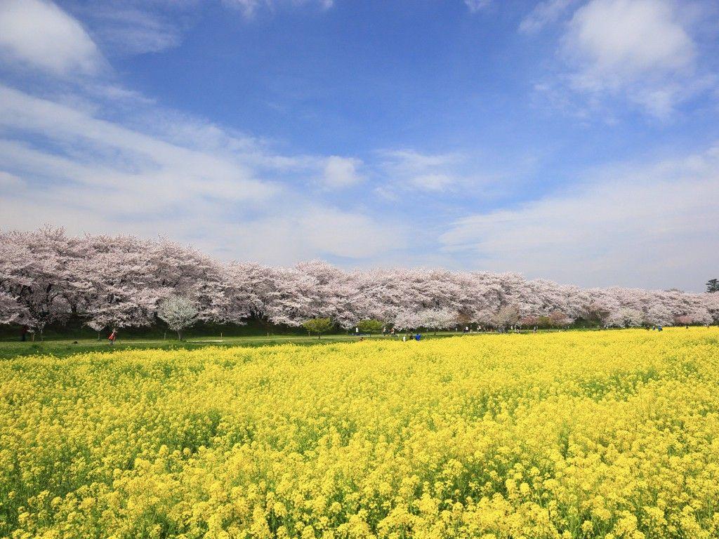 Cherry Blossom Yellow Wallpapers Top Free Cherry Blossom Yellow Backgrounds WallpaperAccess