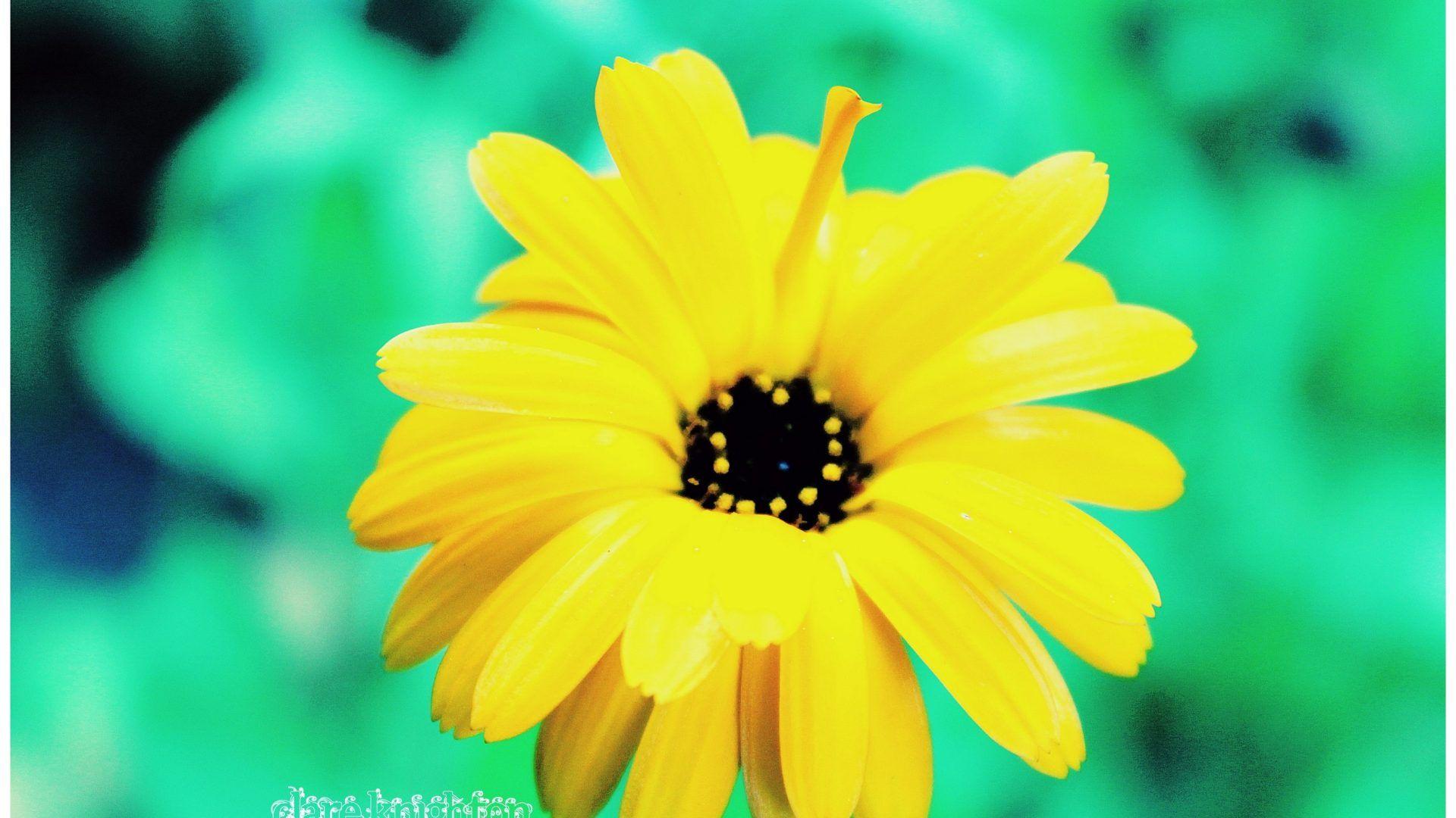 Cherry Blossom Yellow Wallpapers Top Free Cherry Blossom Yellow