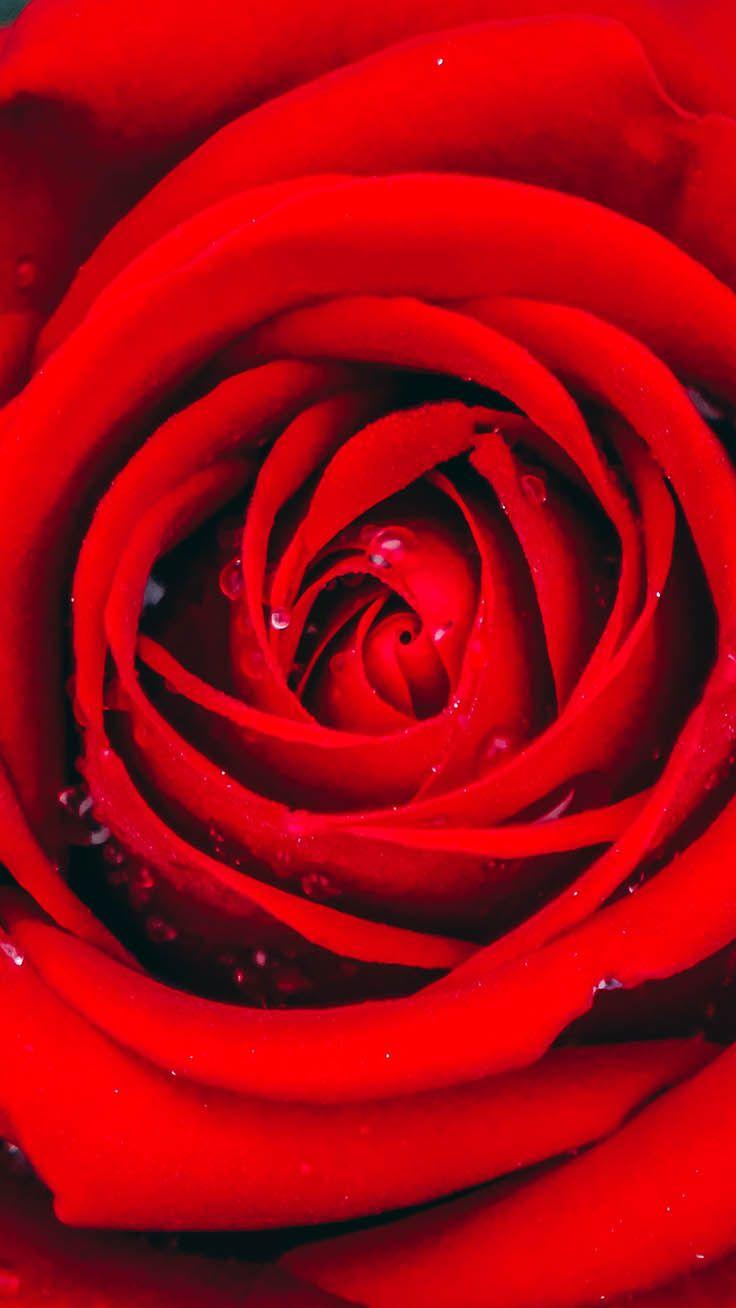 736x1308 Romantic Roses iPhone X Wallpaper