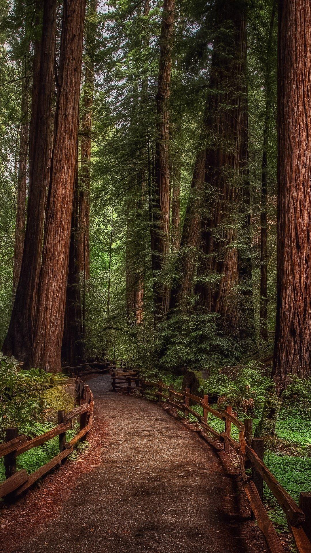 Forest iPhone Wallpapers Top Free Forest iPhone Backgrounds