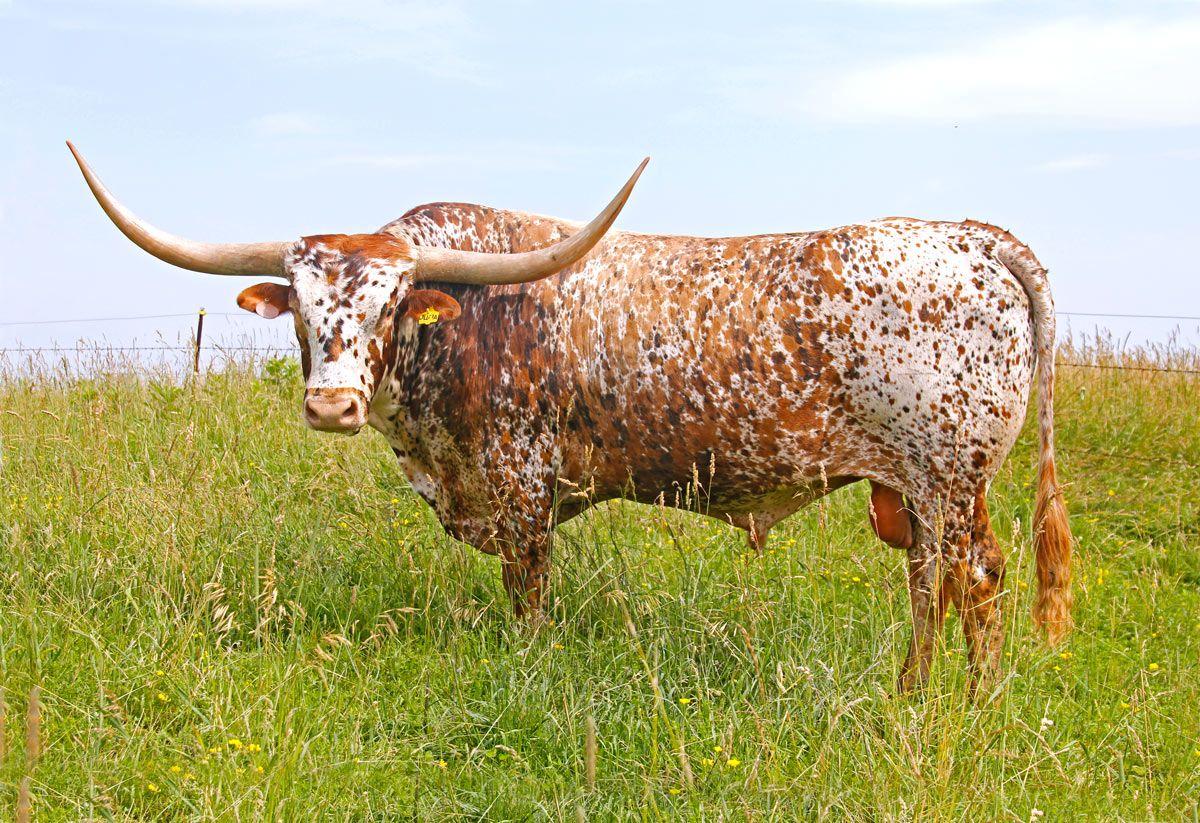 1200x823 Dickinson Cattle Co. LLC > Home > Press Releases > Archive > DCCI