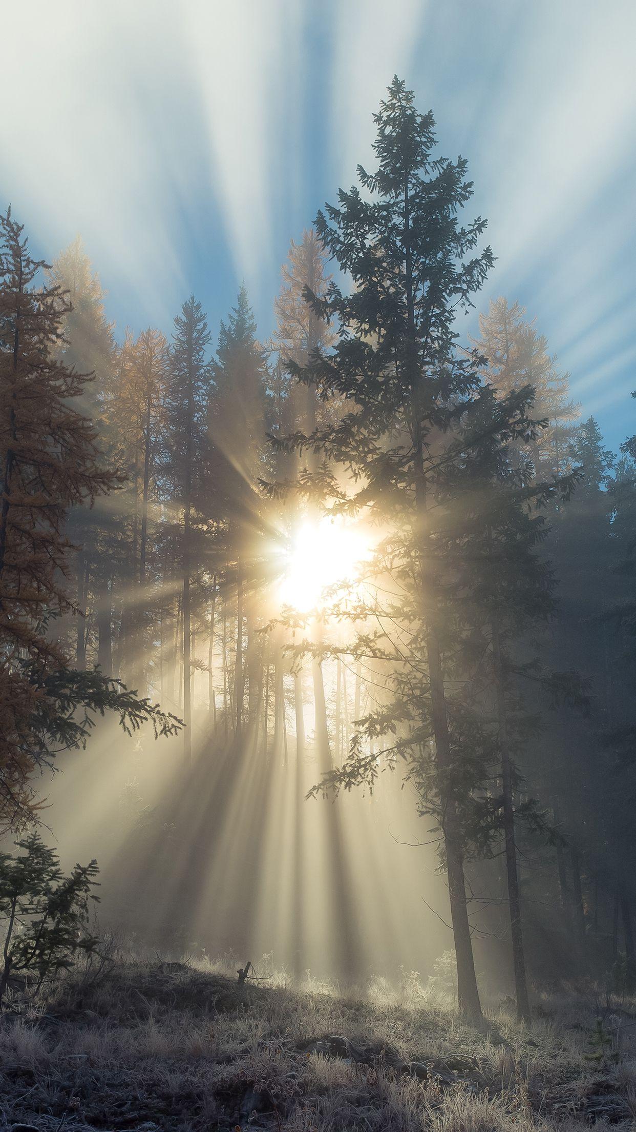 1242x2208 Wallpaper of the week: forests