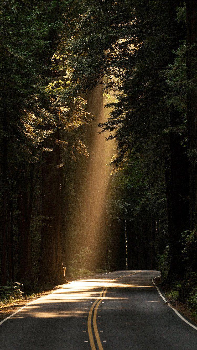 750x1334 iPhone wallpaper. light road wood forest