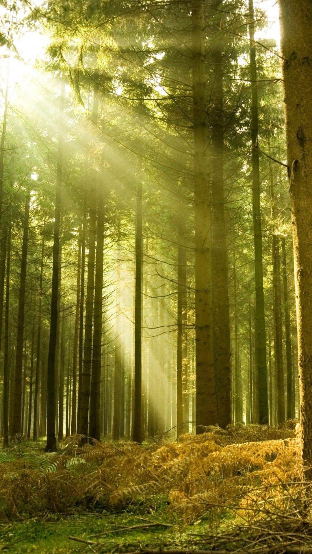 Forest iPhone Wallpapers - Top Free Forest iPhone Backgrounds