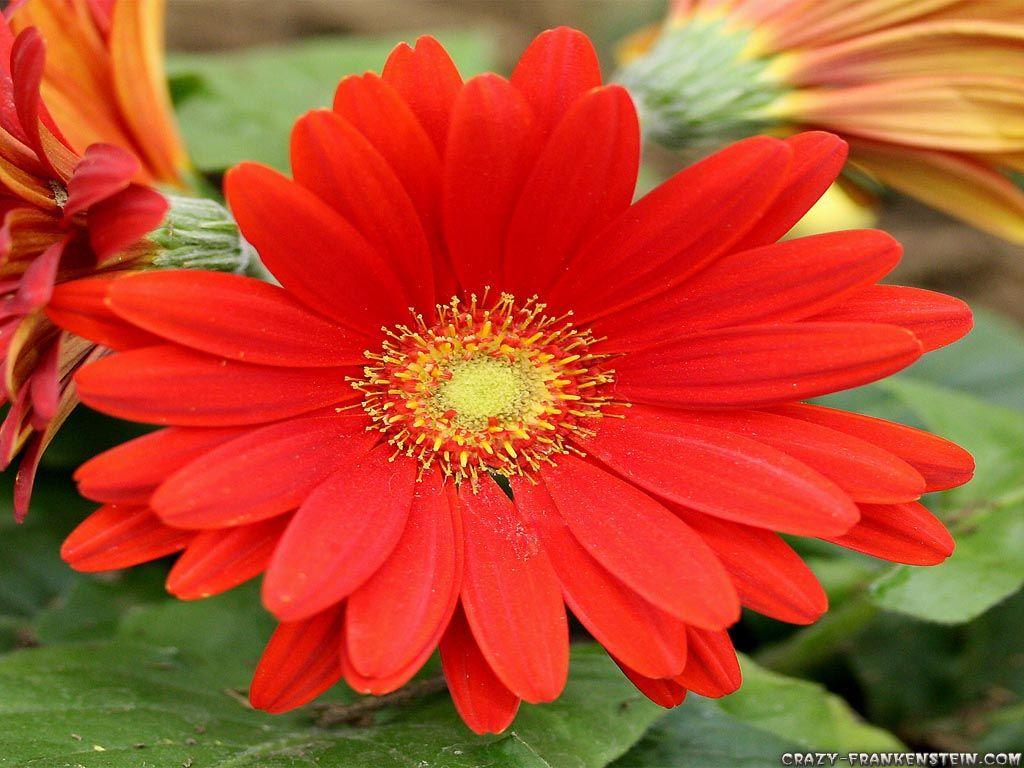 Big Flowers Wallpapers Top Free Big Flowers Backgrounds WallpaperAccess