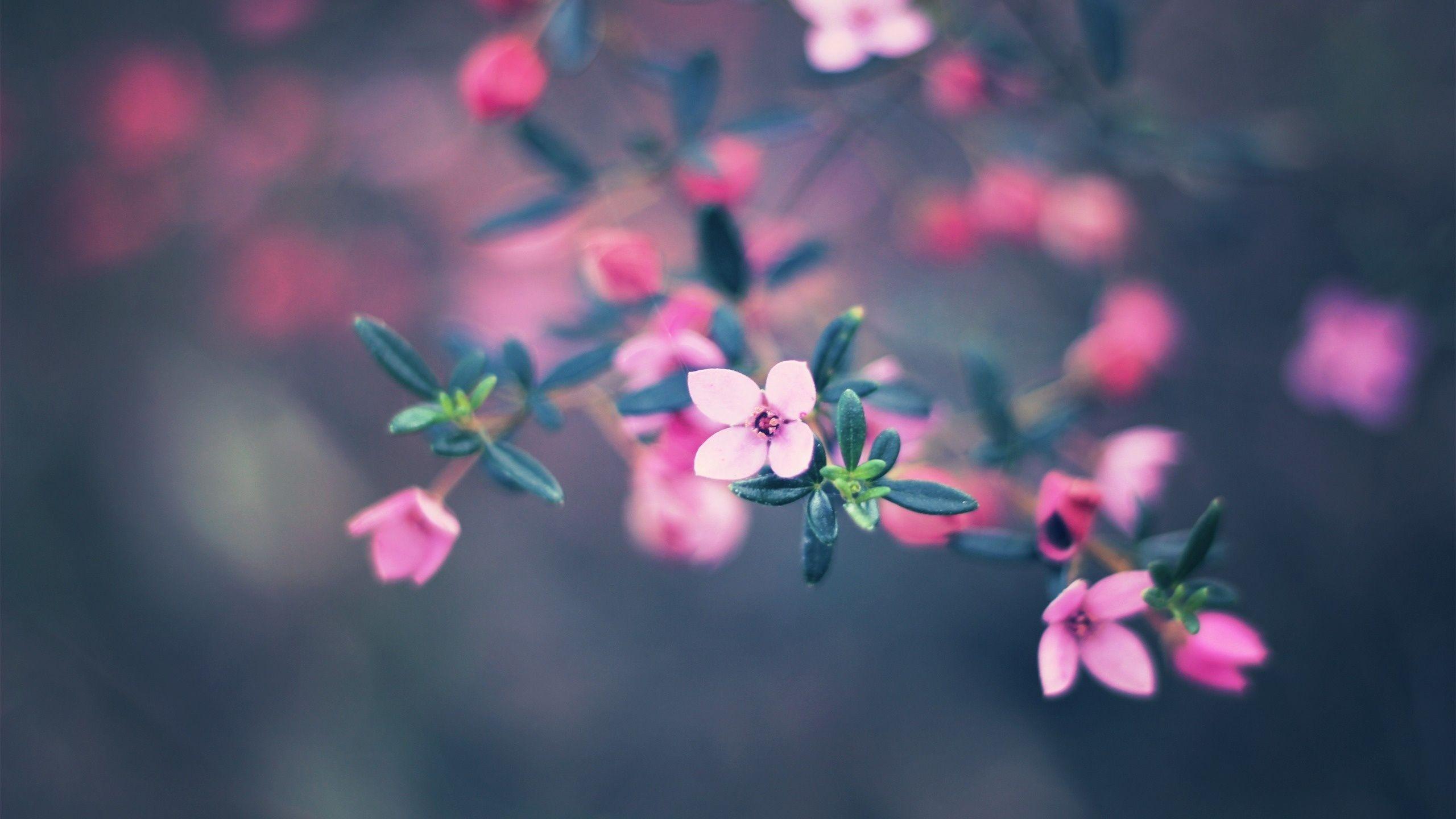 2560x1440 Download Big Flowers Wallpaper Without Watermark