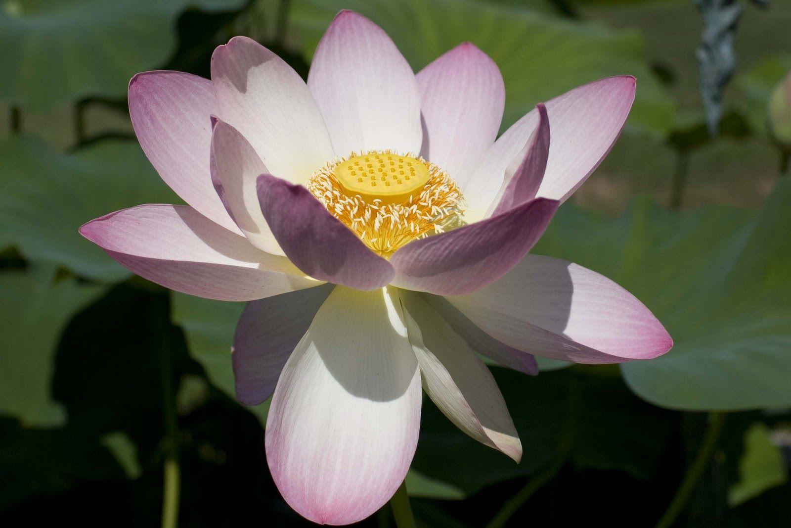 1600x1067 Flower Wallpaper: Big flowers desktop wallpaper