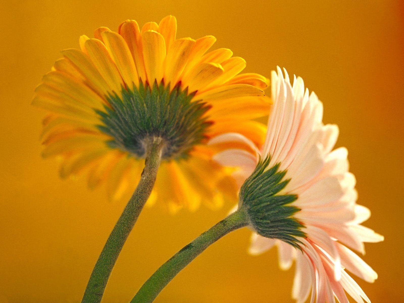 1600x1200 Flower Wallpaper Photo Gallery