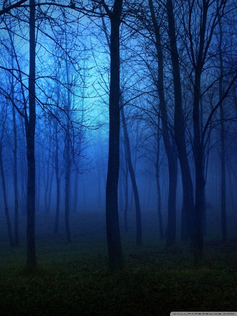 768x1024 Night In The Forest ❤ 4K HD Desktop Wallpaper for • Dual Monitor