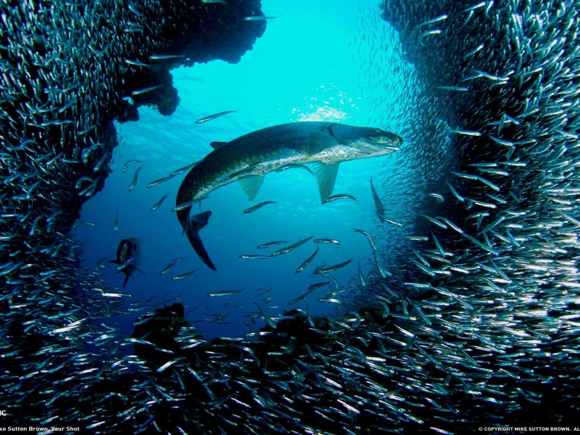 1920x1440 Animals From The Ocean, Big Fish In The Company Of A Flock Of Small Fish Desktop Wallpaper HD :