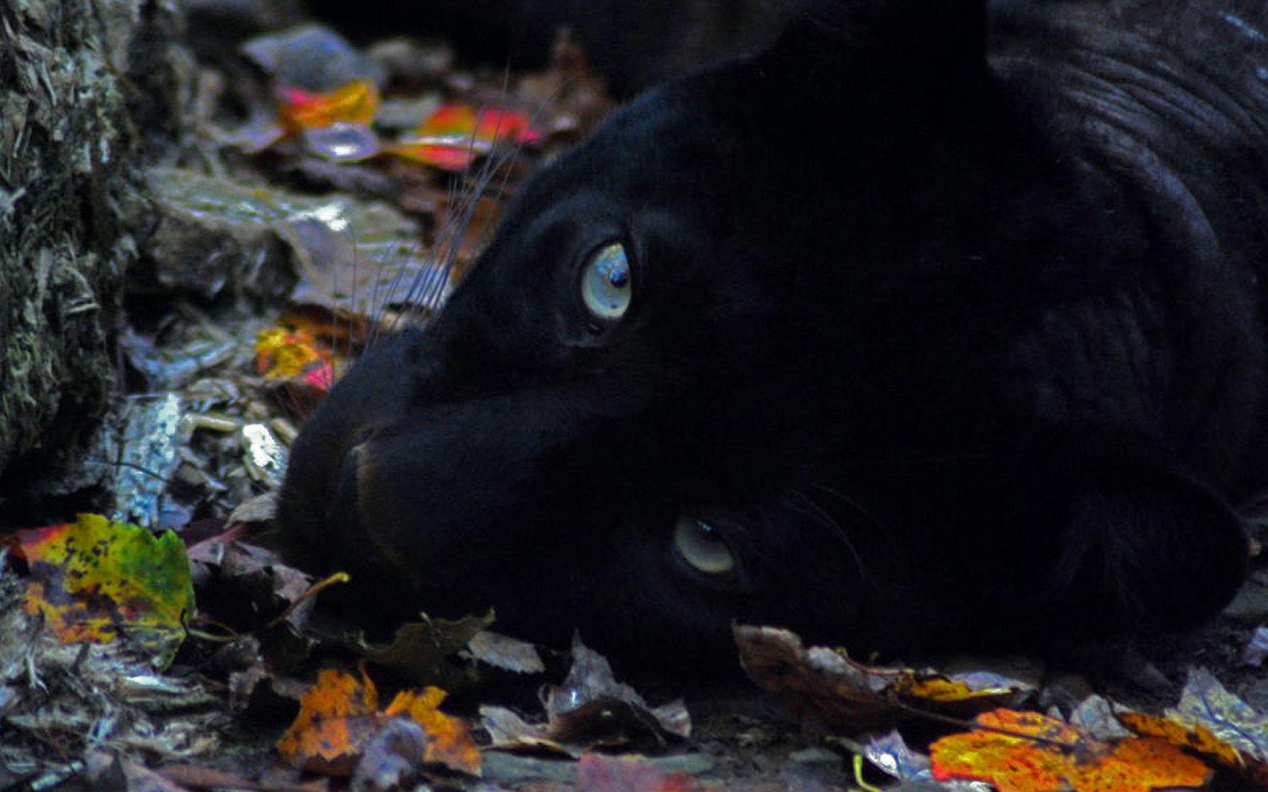 2560x1600 IMAGE. black jaguar animal wallpaper hd