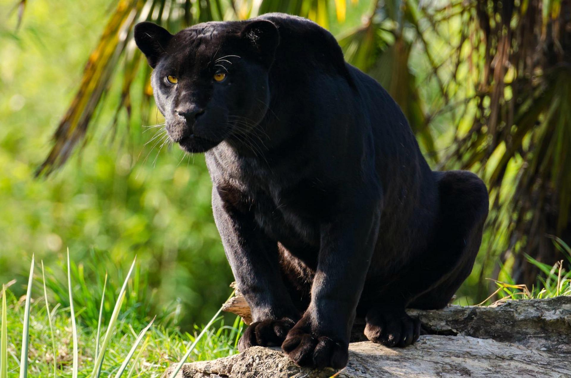 Black Jaguar Animal Wallpapers - Top Free Black Jaguar Animal ...