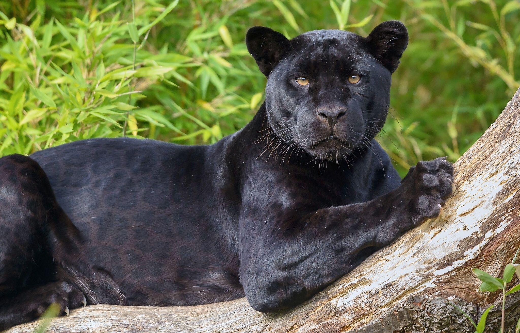 Black Jaguar Animal Wallpapers Top Free Black Jaguar Animal