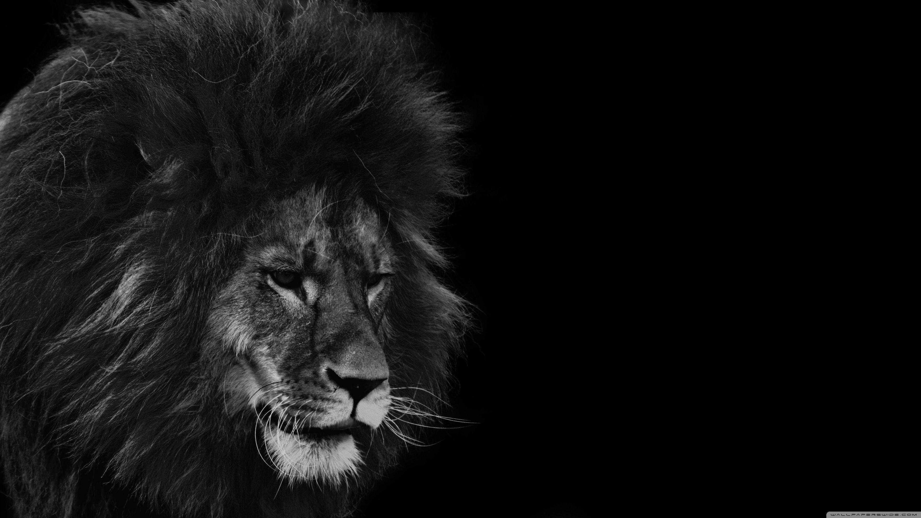 Black Lion 4K Wallpapers - Top Free Black Lion 4K Backgrounds ...