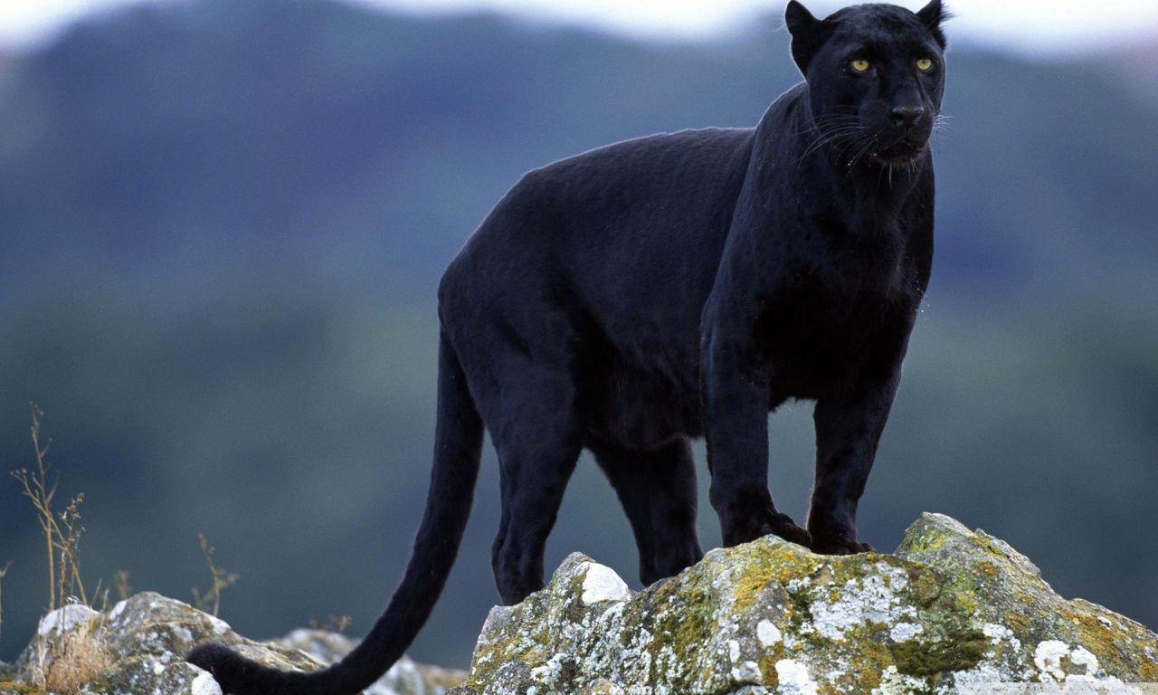 1280x768 Black Panther Ultra HD Desktop Background Wallpaper for 4K UHD TV
