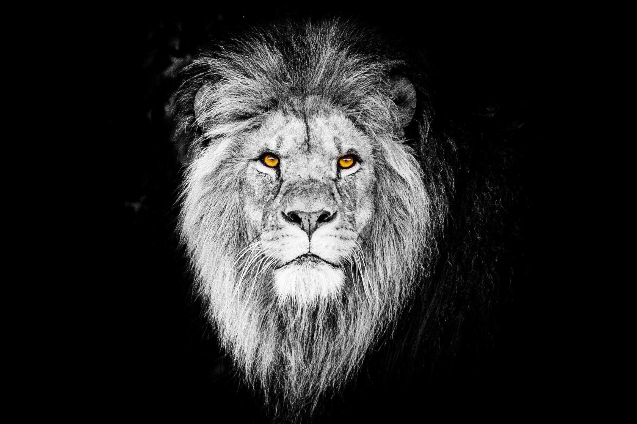 Black Lion 4k Wallpapers Top Free Black Lion 4k Backgrounds