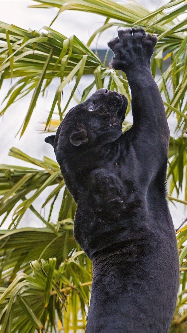 750x1334 Black Jaguar Jump 750x1334 IPhone 8 7 6 6S Wallpaper, Background