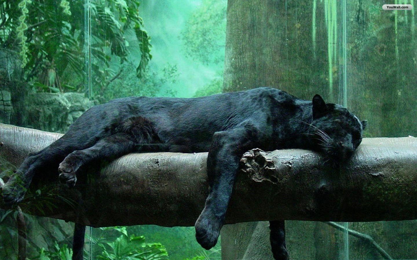 1440x900 Black Jaguar Wallpaper