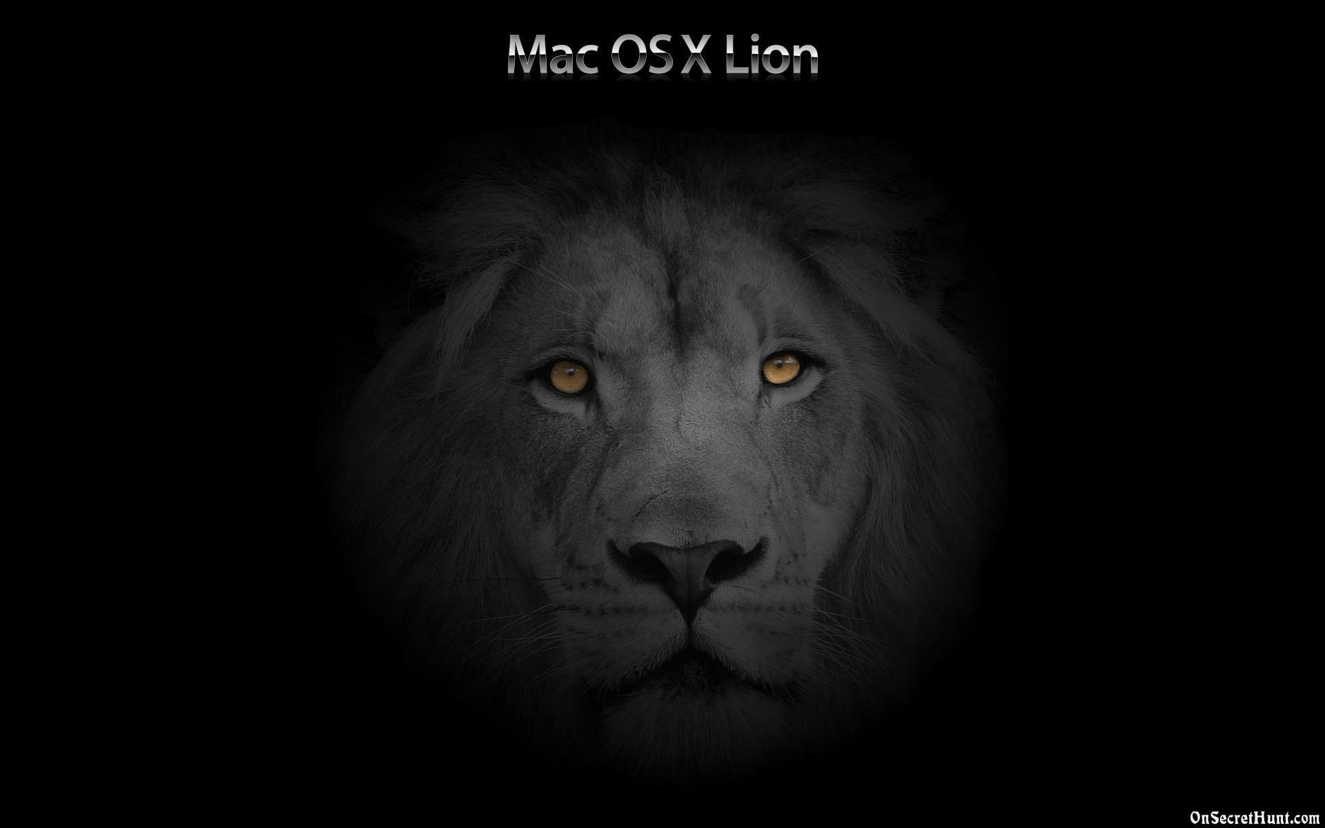 1920x1200 Hd Black Lion Wallpaper
