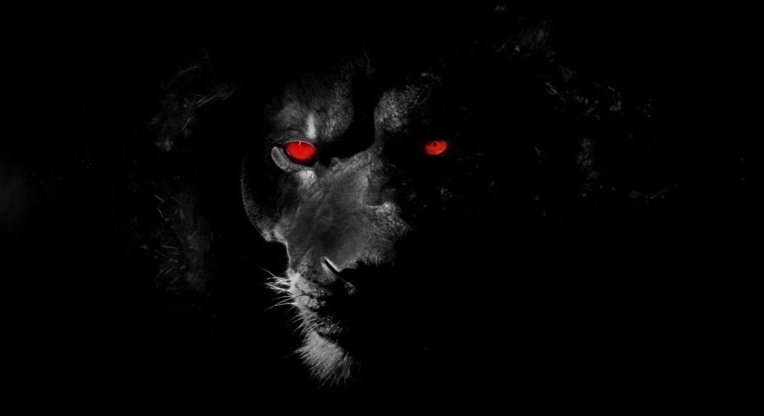 1488x810 black lion wallpaper free HD wallpaper 2578900
