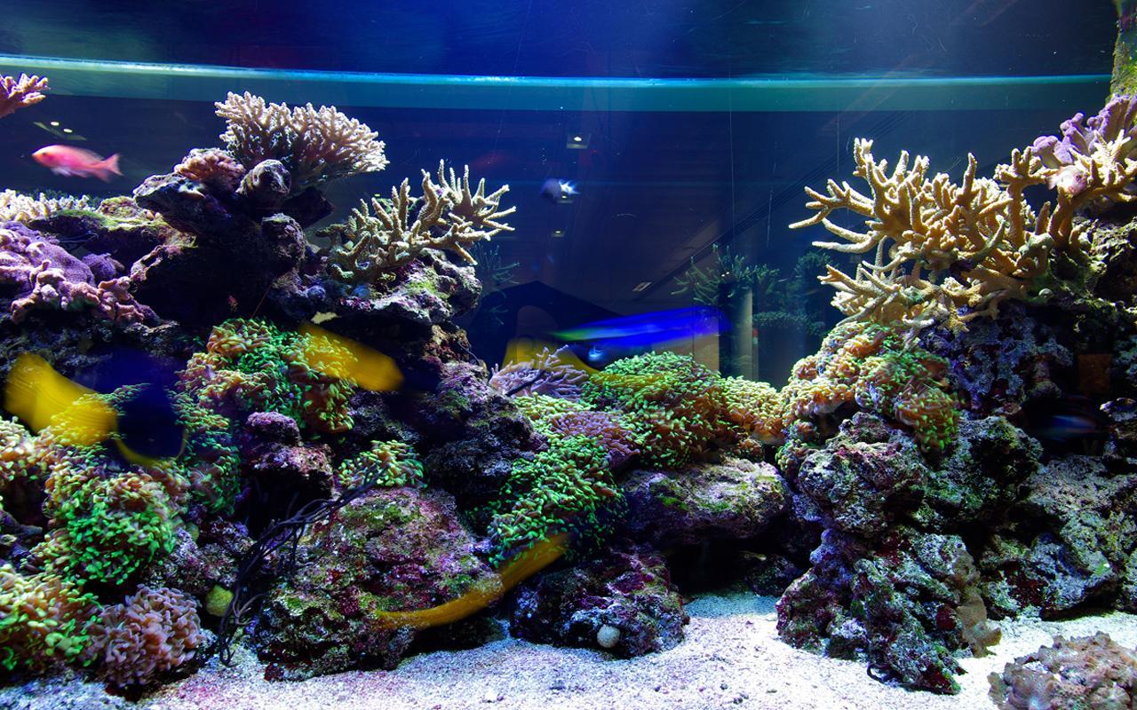 Desktop Aquarium 3d Live Wallpaper Image Num 93
