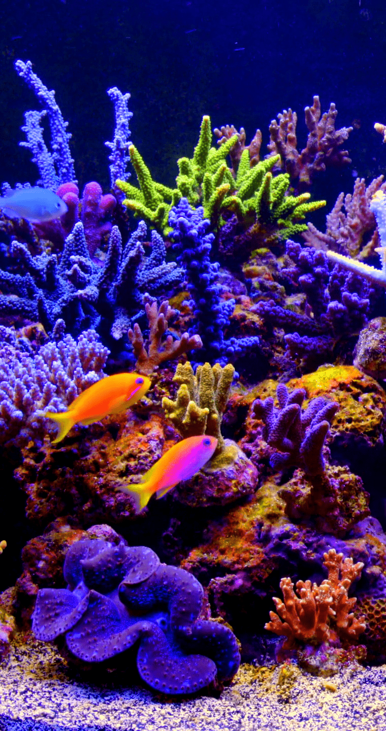 Live Aquarium Wallpapers - Top Free Live Aquarium Backgrounds ...