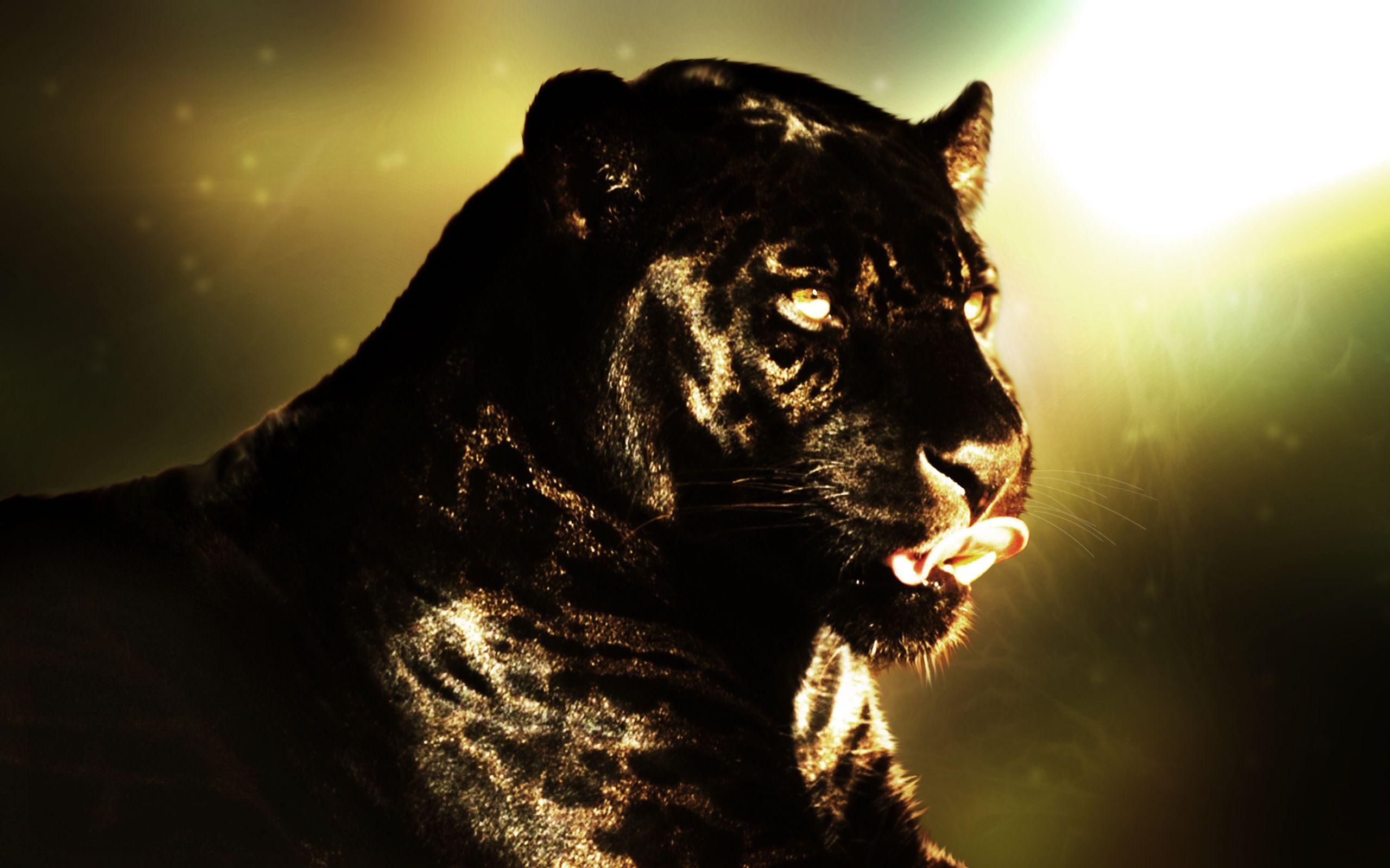 2560x1600 Black Panther HD Wallpaper and Background Image