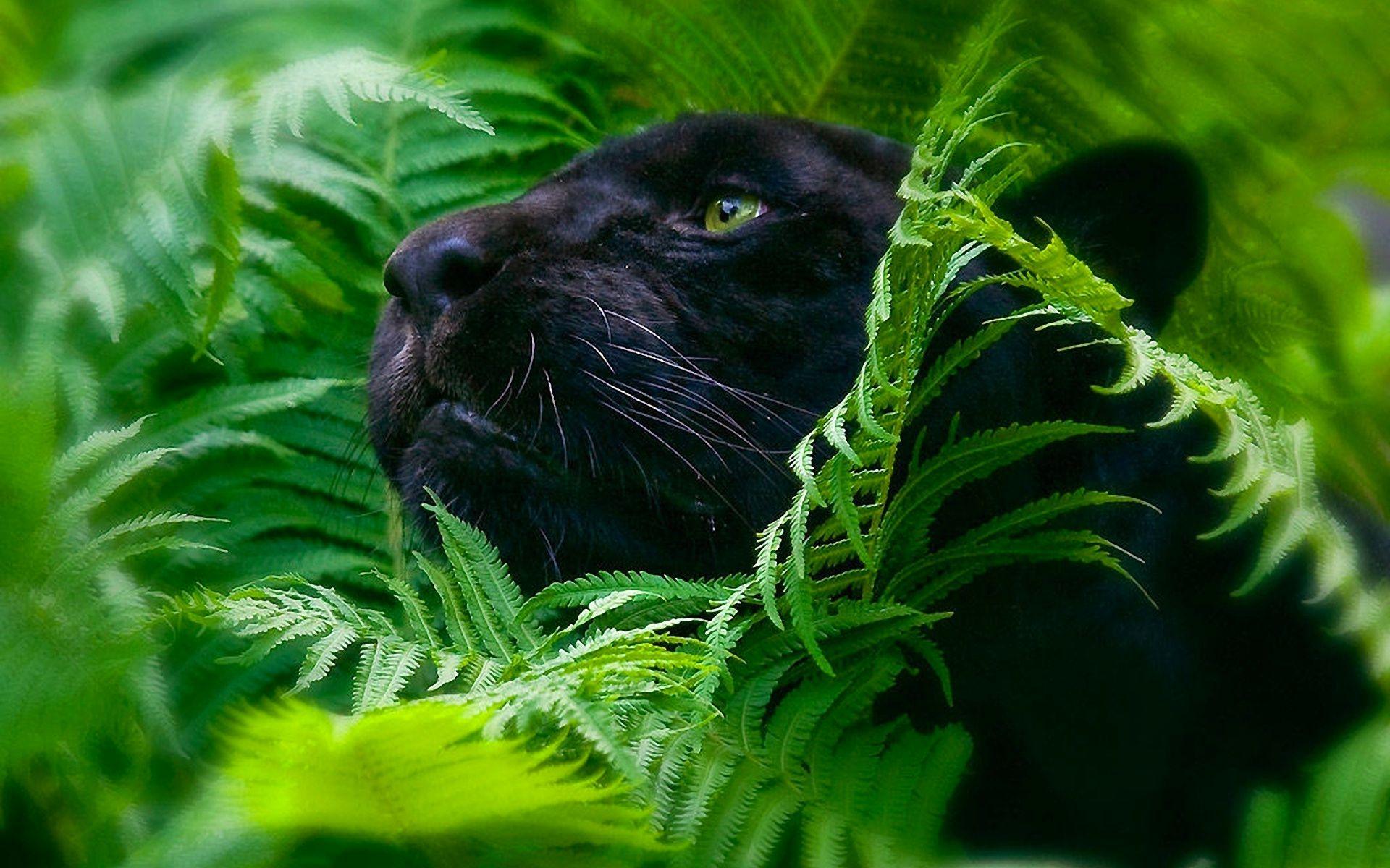 1920x1200 black panther wallpaper A4 Desktop Wallpaperk HD