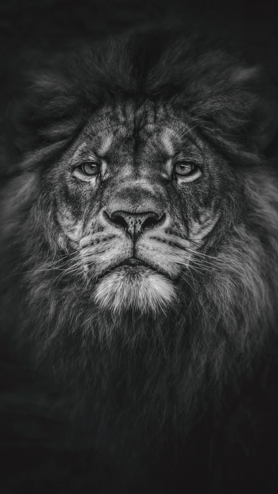 1080x1920 Black Lion iPhone Wallpaper