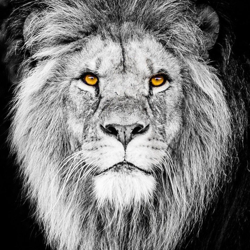 952x952 Monochrome lion muzzle black lion abstract Wallpaper Mobile